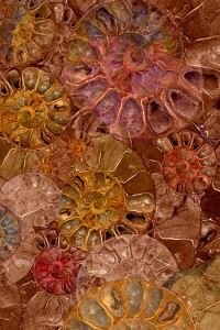 nf10. Fossil Artcard