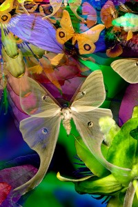 nf114.  Lunar Moth Artcard