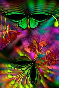 nf123. Birdwing Poinciana Artcard