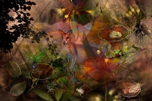 nf241a. Deep Forest Artcard