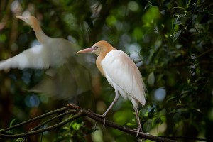 nf242a. Cattle Egret Artcard