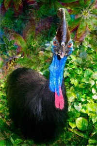 nf32. Cassowary artcard