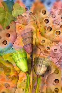nf6. Lotus Artcard