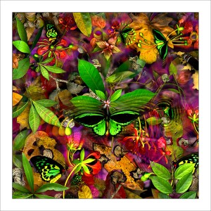 fp5. Birdwing Fabric Patch. 100% cotton fabric patches (organic) featuring unique nature designs by Australian artist Gerhard Hillmann. FREE POSTAGE WORLDWIDE! - Patchwork & Quilting..