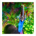 fp69. Cassowary Fabric Patch