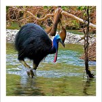 fp71. Cassowary Fabric Patch