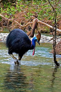 nf137a. Cassowary Artcard