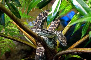 nf146a. Carpet Snake Artcard