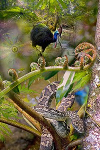 nf159a. Cassowary Snake Artcard