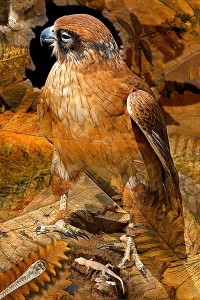 nf166. Brown Falcon Artcard