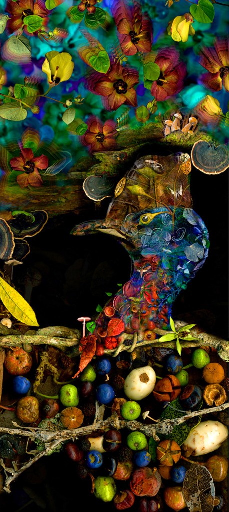 Birdseed, Cassowary Country Collection