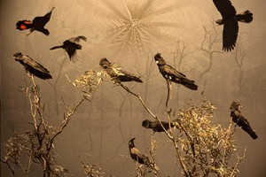 nf212. Red tailed Cockatoos Artcard