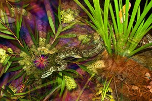 nf220. Carpet Snake Artcard