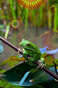 nf234a. Whitelip Greentree Frog Artcard