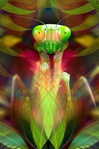 nf235. Praying Mantis Artcard