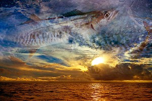 nf236. Mackeral Sky Artcard