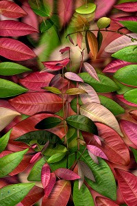nf238. New Growth Artcard