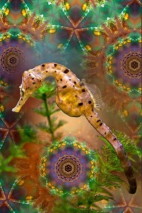 nf246b. Seahorse-ination Artcard