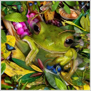 Baby Green Treefrog 17" fabric print