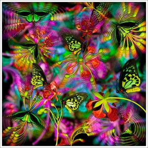 Lfp19. Birdwing Poinciana 45x45cm fabric print