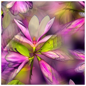 Lfp58. Magnolia Bloom 45x45cm fabric print