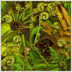 Treefern 17" fabric print