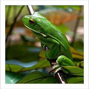 fp121. Big Whitelip Green Treefrog fabric patch