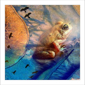 fp126. Lakefield Frog fabric patch