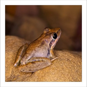 fp127. Hanushes Frog fabric patch