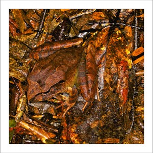 fp129. Northern Barred Frog fabric patch