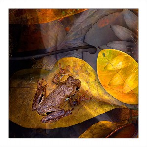 fp132. Roths Treefrog fabric patch