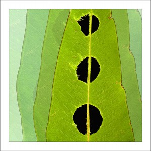 fp142. Holey Leaf fabric patch