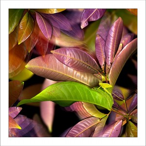 fp149. Leaf Eating Pilly fabric patch