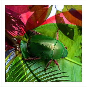 fp155. Beetle fabric patch