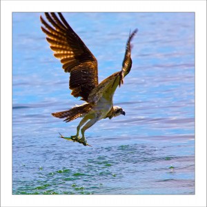 fp186. Osprey fabric patch