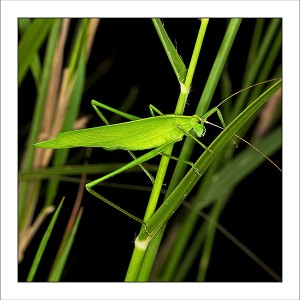 fp188. Katydid Grass fabric patch