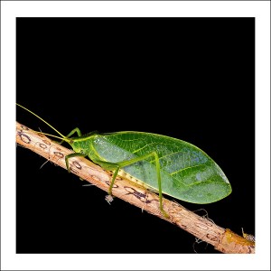 Leafy Katydid fabric patch