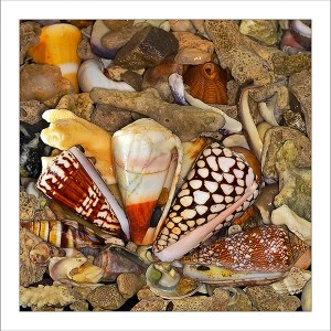 Sd12. Cone shells fabric patches