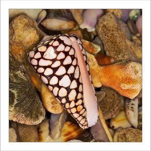 Sd6. Marbled Cone Shell fabric patch