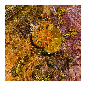 fp201. Ammonite Shimmer fabric patch