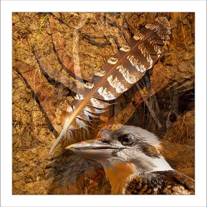 fp208. Kookaburra Feather fabric patch