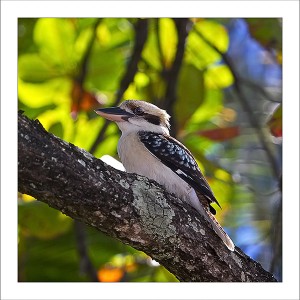 fp173. Kookaburra Almond fabric patch