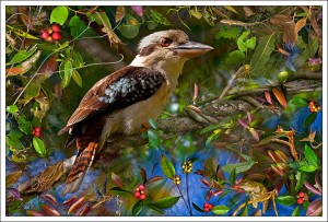 Kookaburra design on fabric