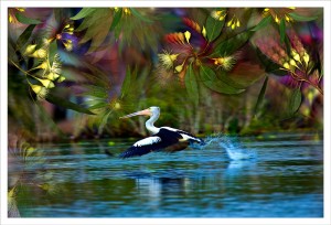 Pelican fabric print