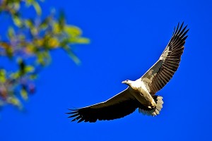 nf269. White Bellied Sea Eagle Artcard