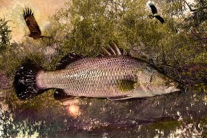 nf281. Barramundi Wings Artcard