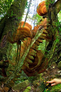nf284. Primordial Forest Artcard