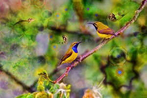 nf311. Sundala bird Artcard