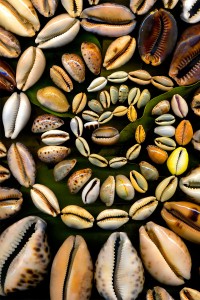 nf325. Cowrie Wave Artcard
