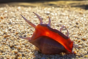 nf326. Innershell artcard